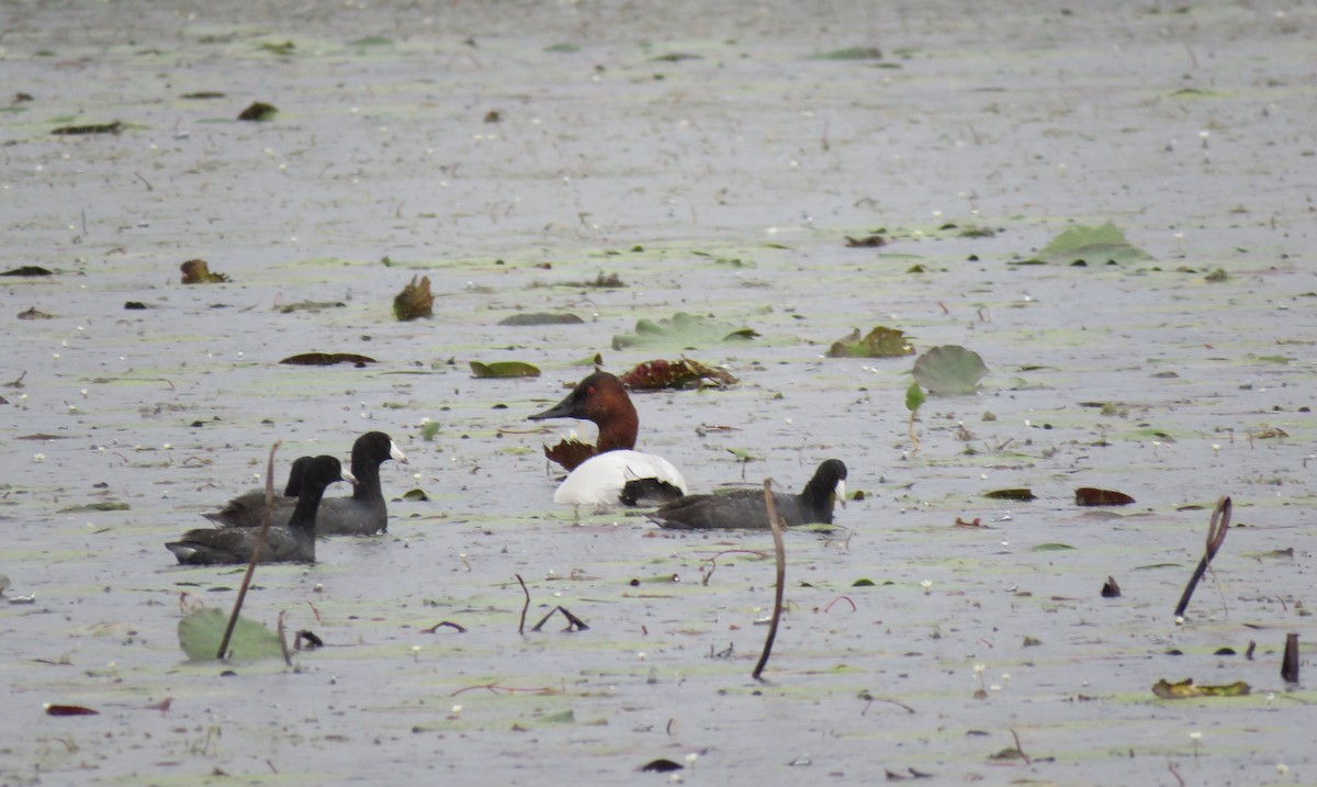 Canvasback - Renee Hebert