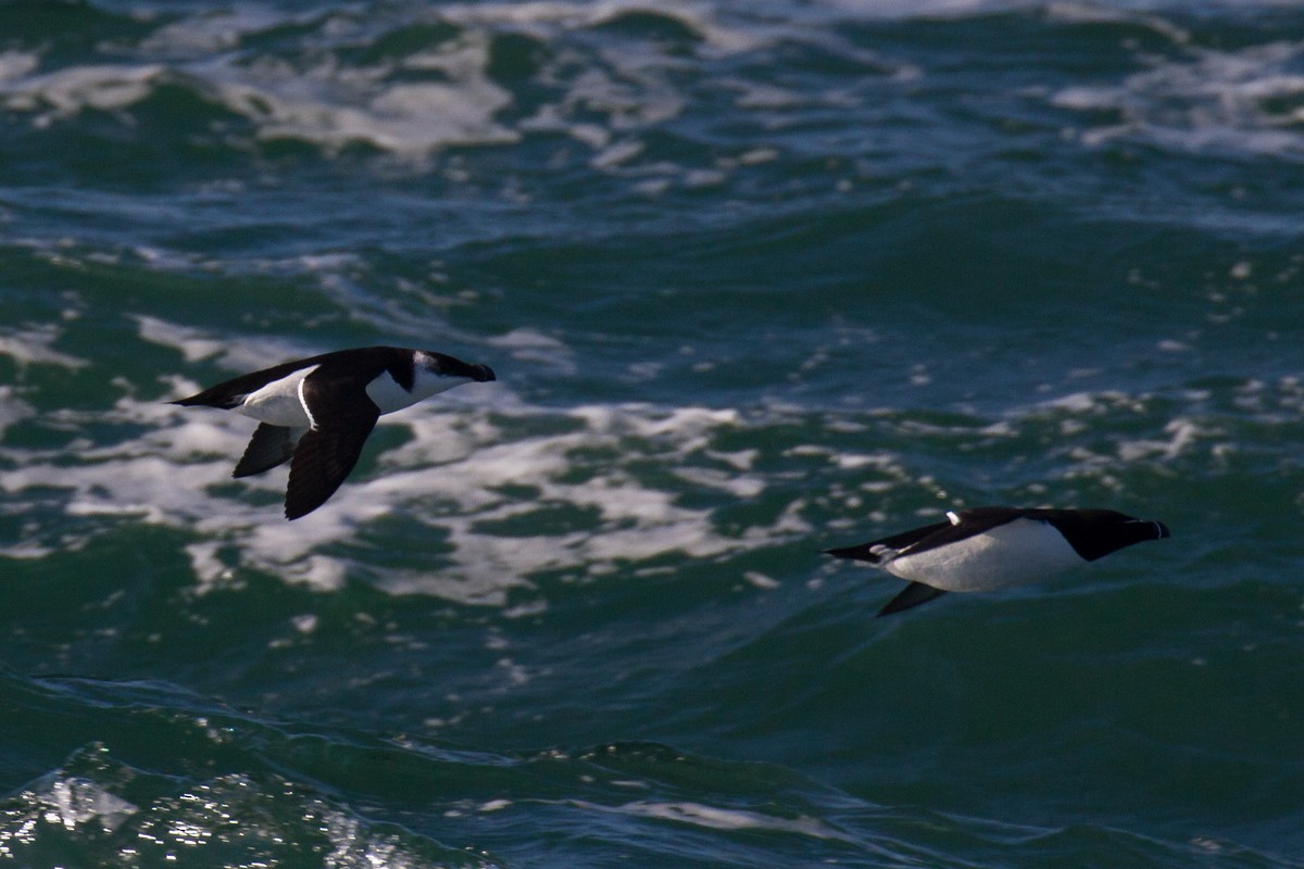 Razorbill - ML90720251