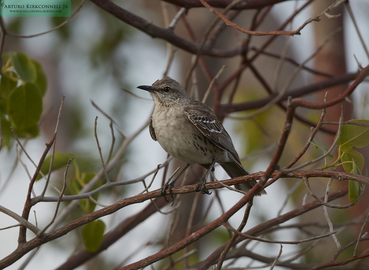 Bahama Mockingbird - ML90720451