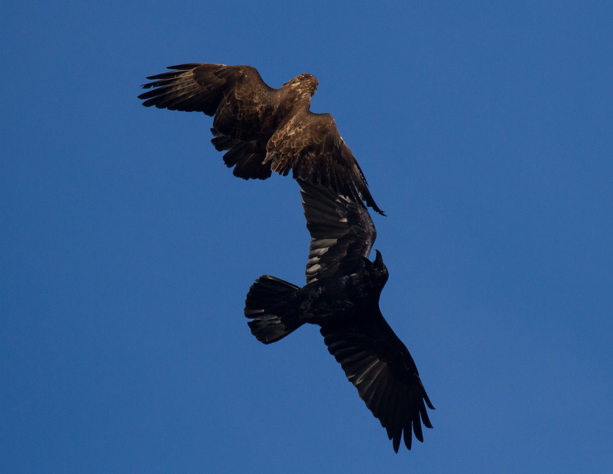 Common Buzzard (Western) - ML90720791