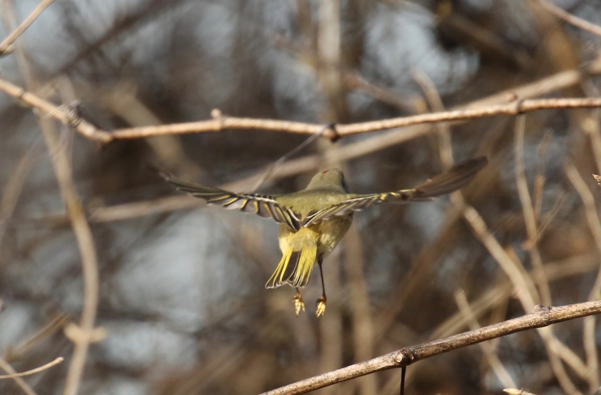 Ruby-crowned Kinglet - ML90720931