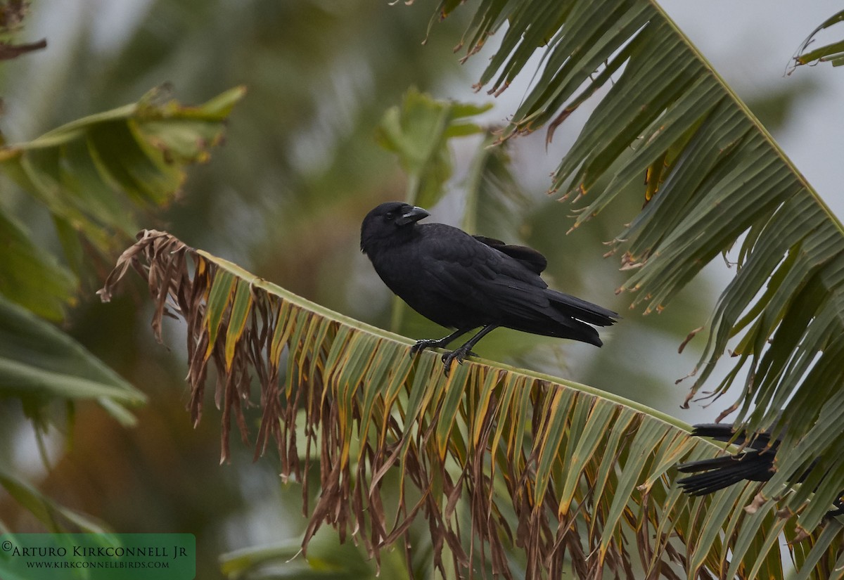 Cuban Palm-Crow - Arturo Kirkconnell Jr