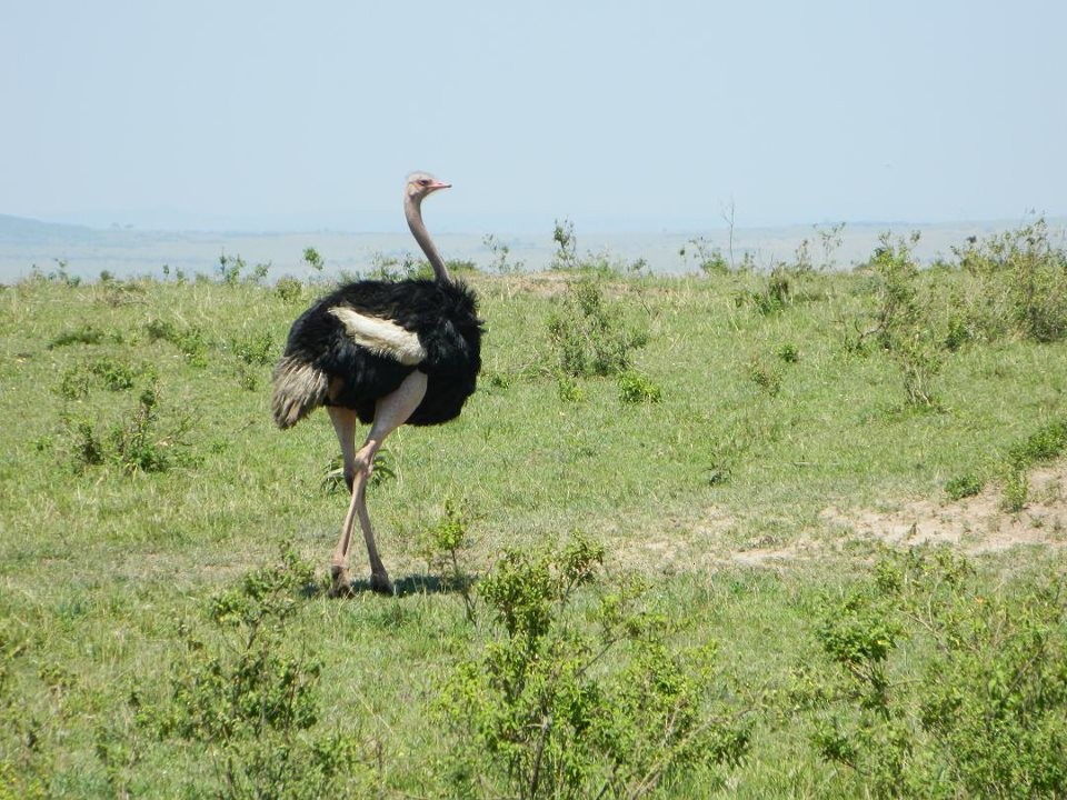 Common Ostrich - Javi Eslava