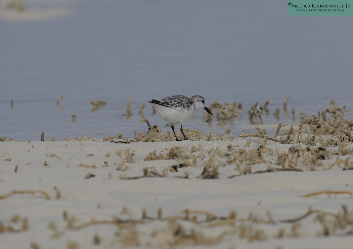 Bécasseau sanderling - ML90722741