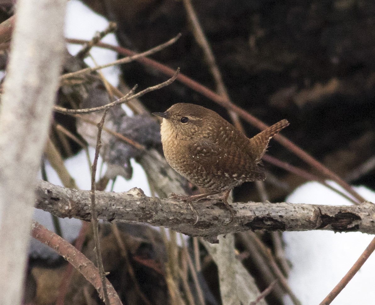 Winter Wren - ML90723211