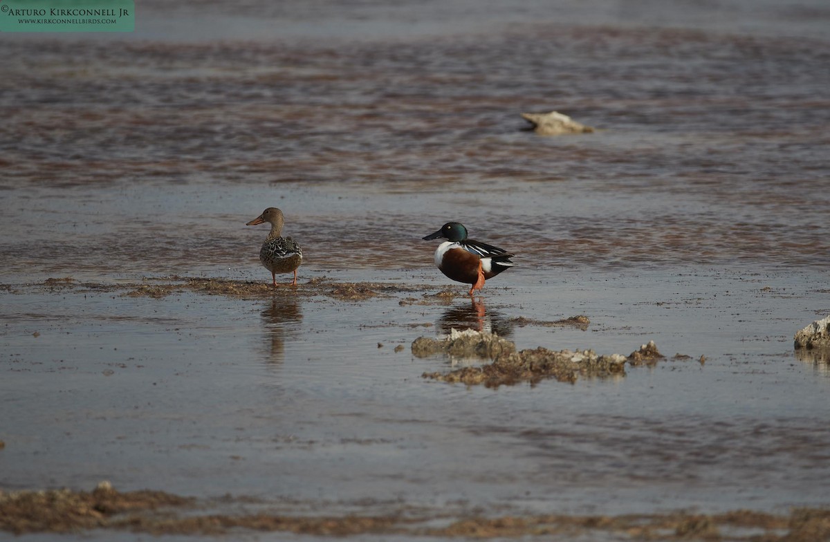 Northern Shoveler - ML90723301