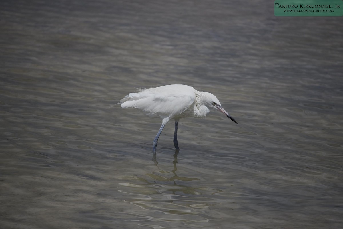 Reddish Egret - ML90724371