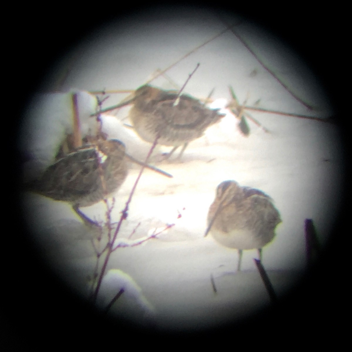 Wilson's Snipe - Laura Sebastianelli