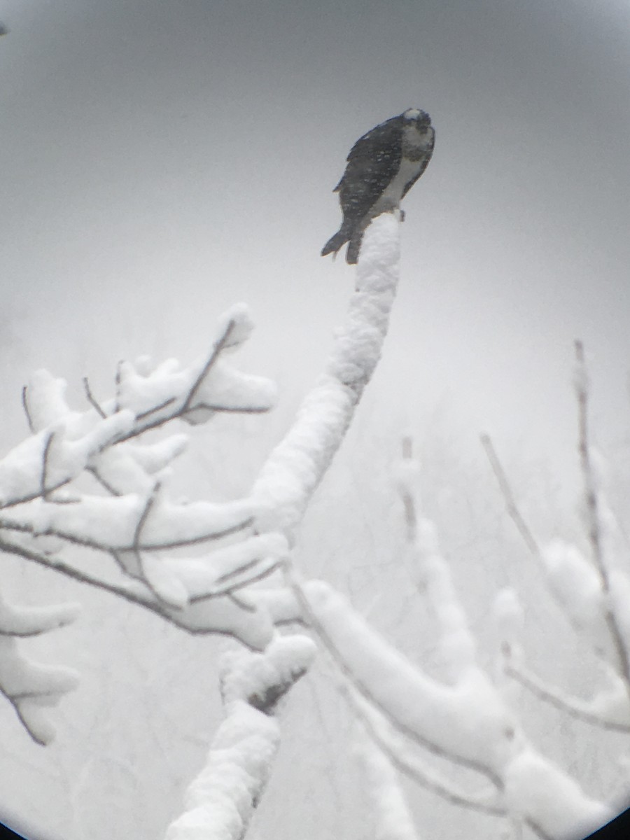 Águila Pescadora (carolinensis) - ML90725001