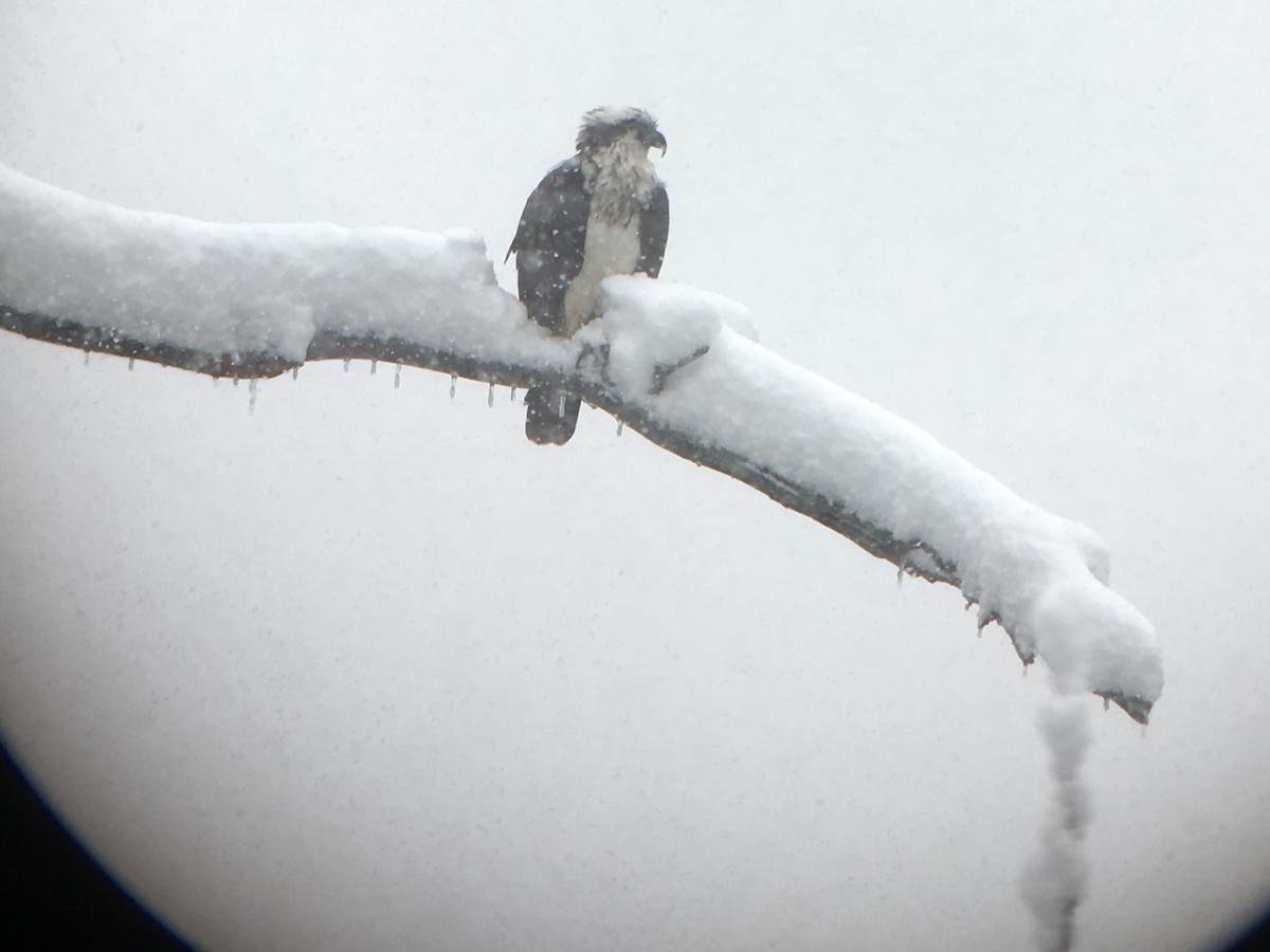 Osprey (carolinensis) - Marshall Iliff