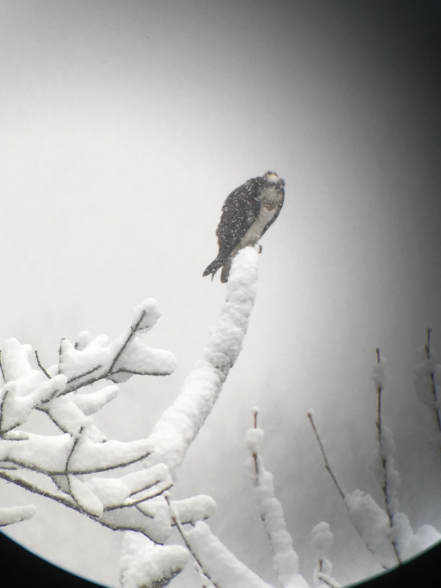 Osprey (carolinensis) - Marshall Iliff