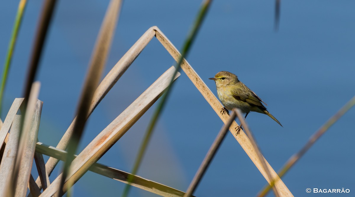 Iberian Chiffchaff - ML90725531