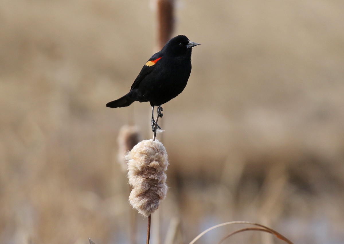 Red-winged Blackbird - ML90725751