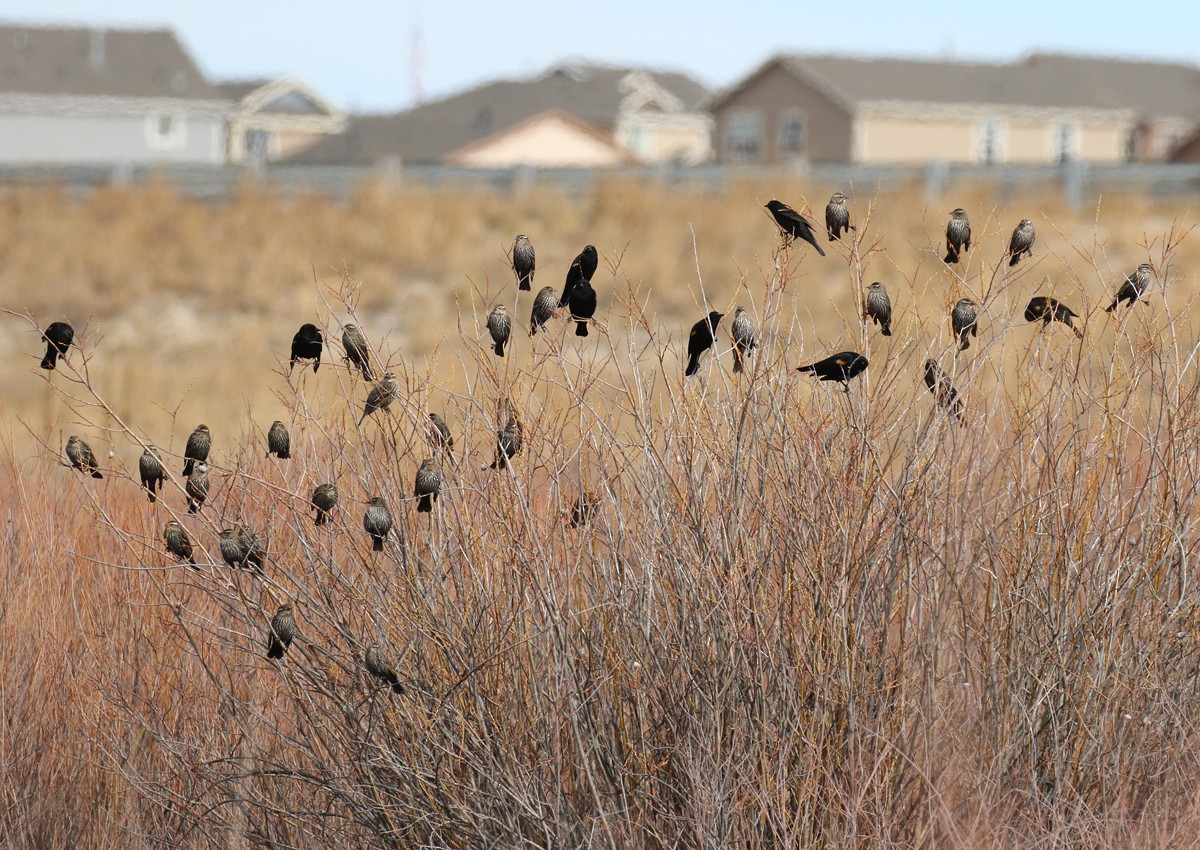 Red-winged Blackbird - ML90725771