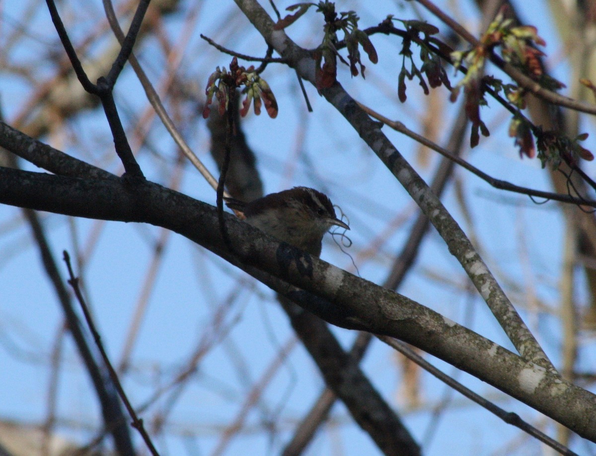 Carolina Wren - ML90726801