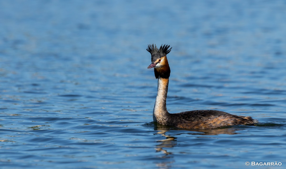 Great Crested Grebe - ML90727111