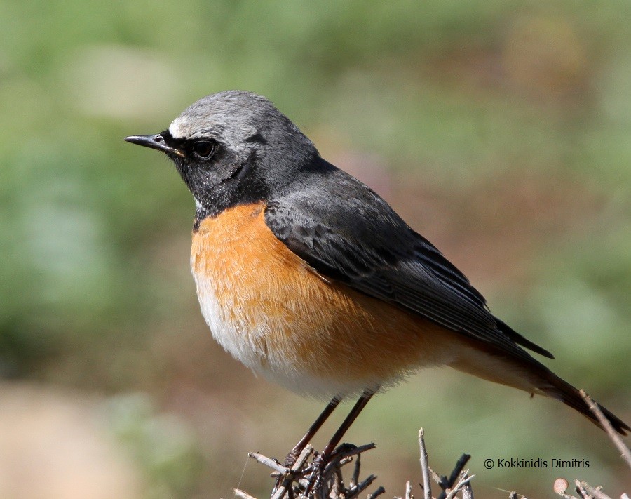 Common Redstart - ML90727731