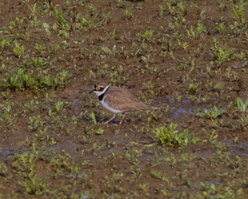 Little Ringed Plover - ML90729351