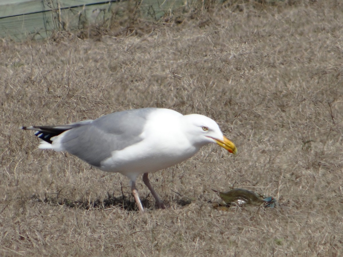 Herring Gull - Michael Niven