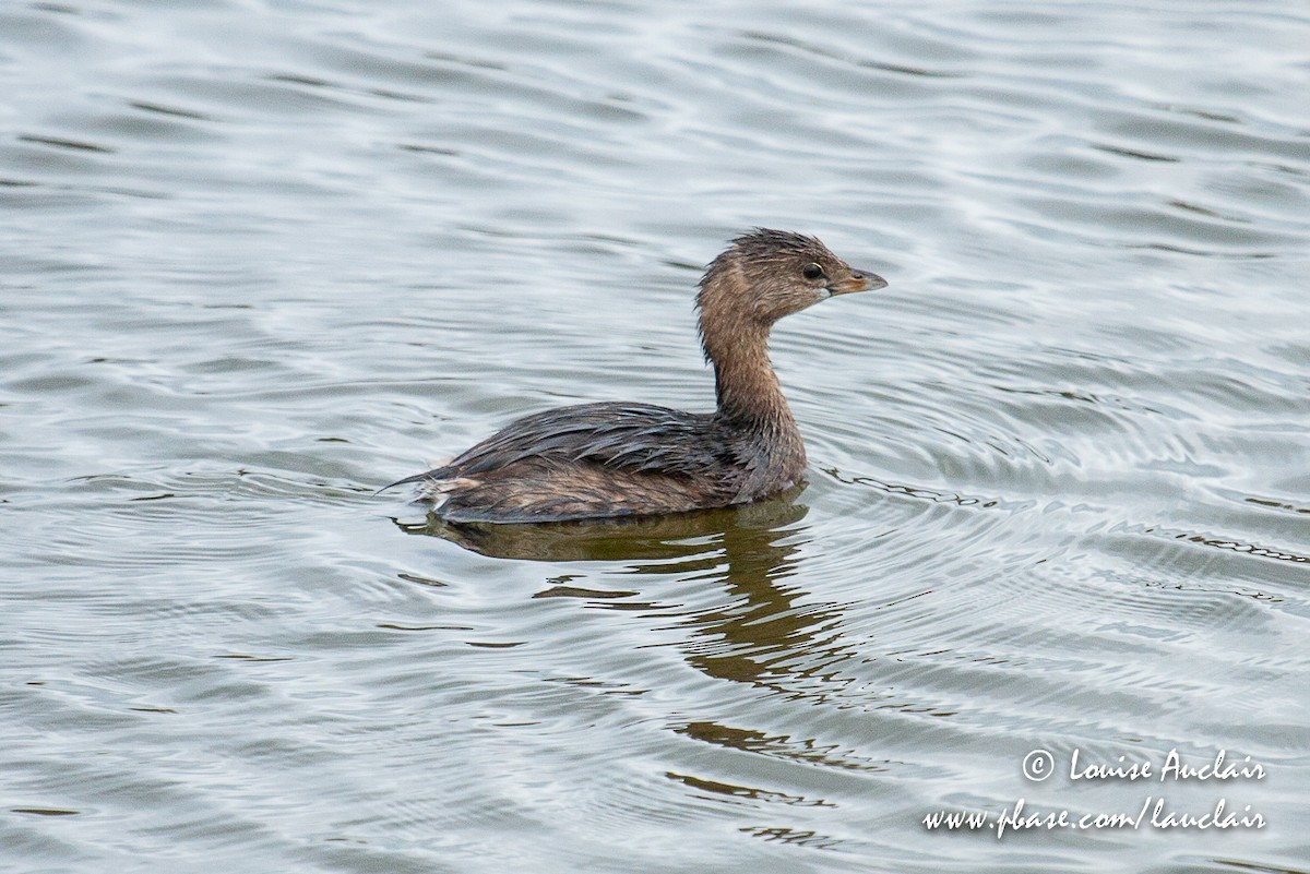 Pied-billed Grebe - Louise Auclair