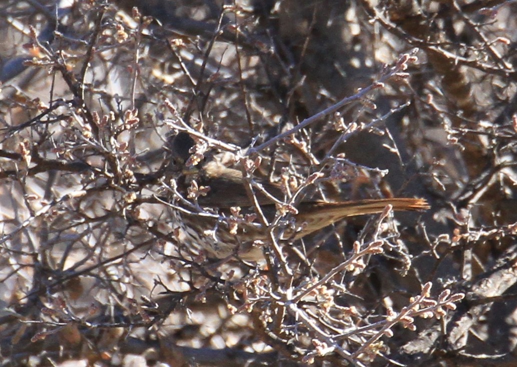 Song Sparrow - ML90729611