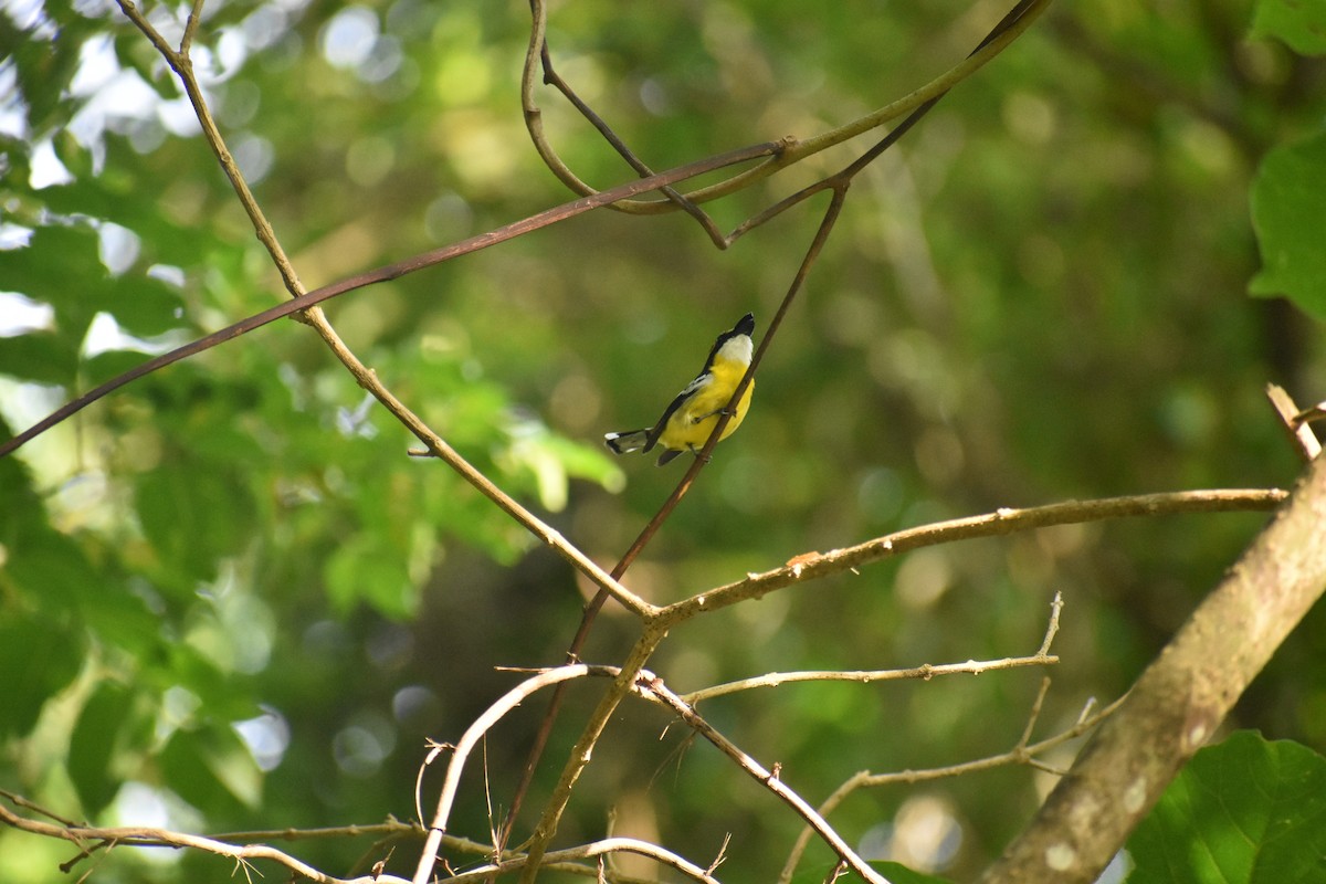 Yellow-breasted Boatbill - ML90731051