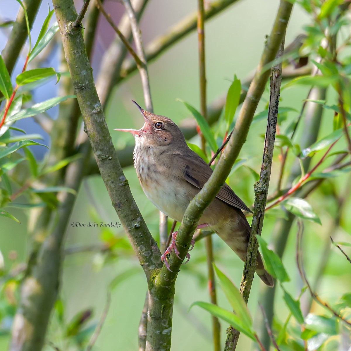 River Warbler - ML90733871
