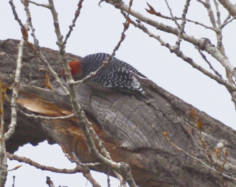 Red-bellied Woodpecker - ML90736001