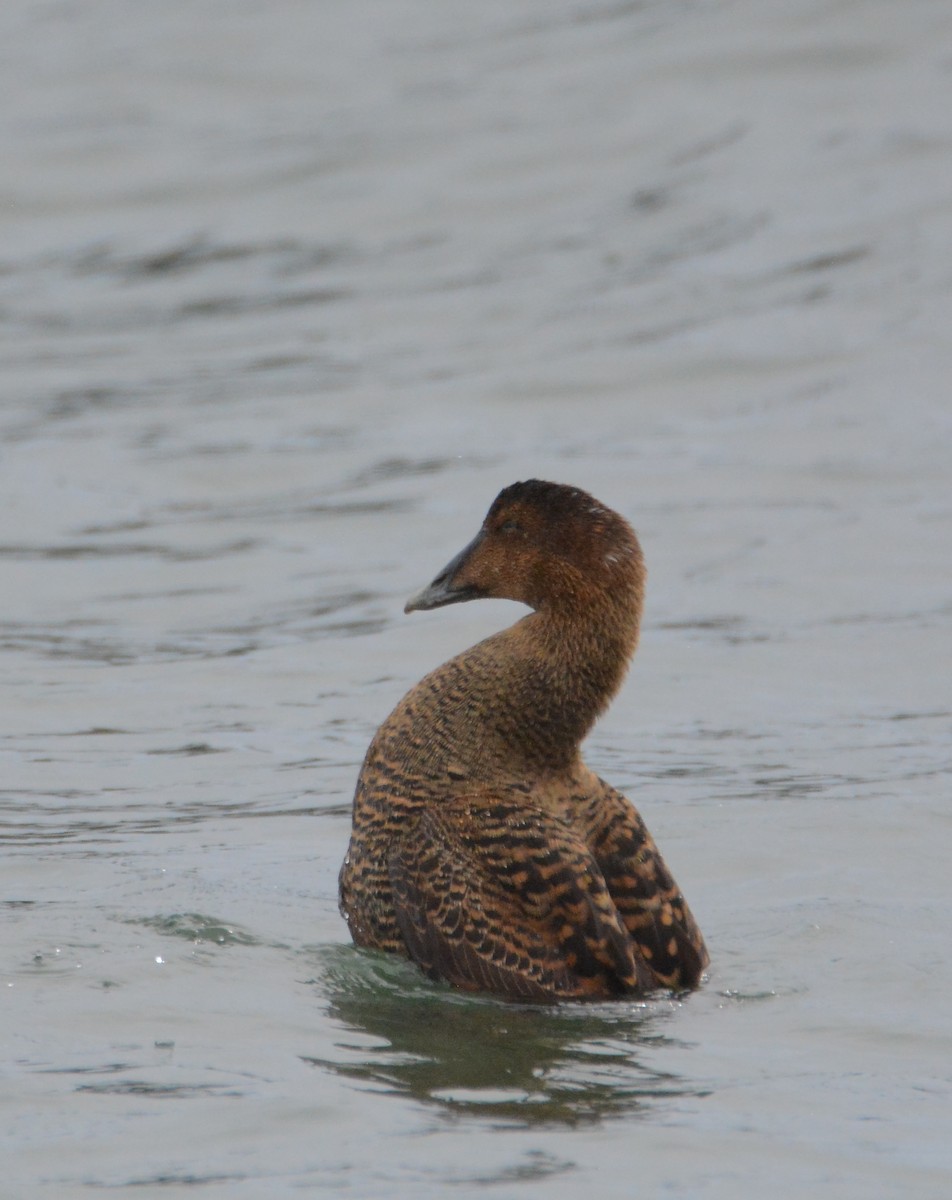 Common Eider - Richard Garrigus