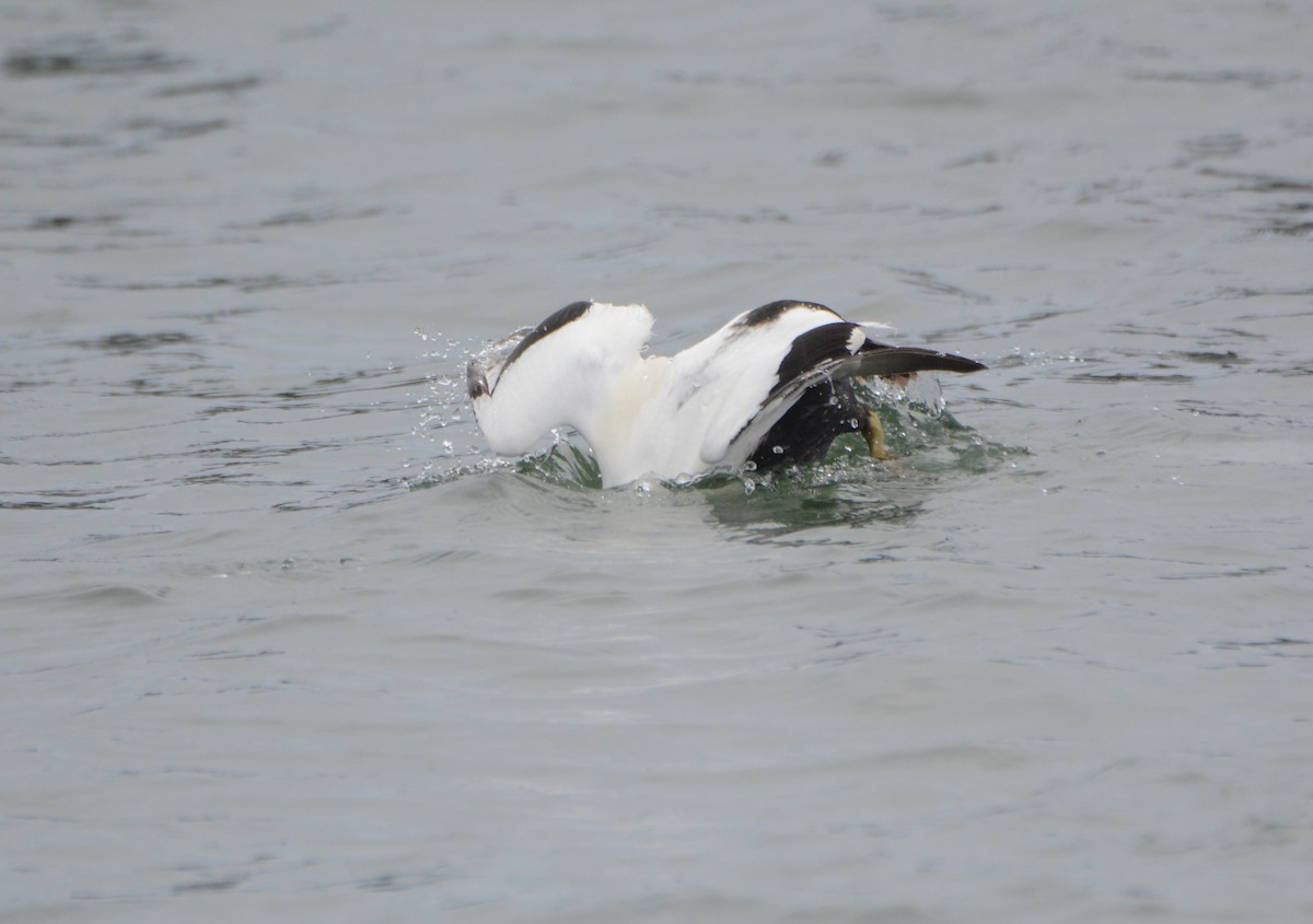 Common Eider - ML90736821