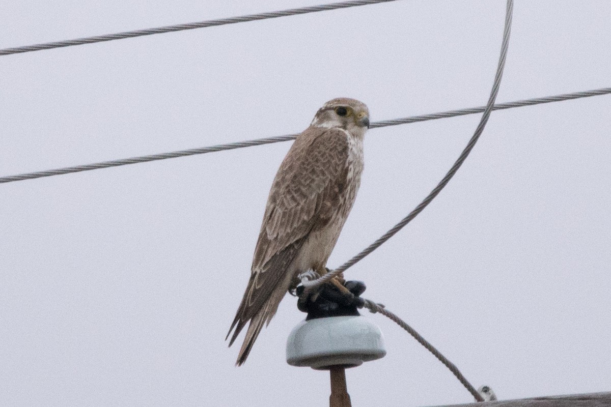 Prairie Falcon - ML90737161
