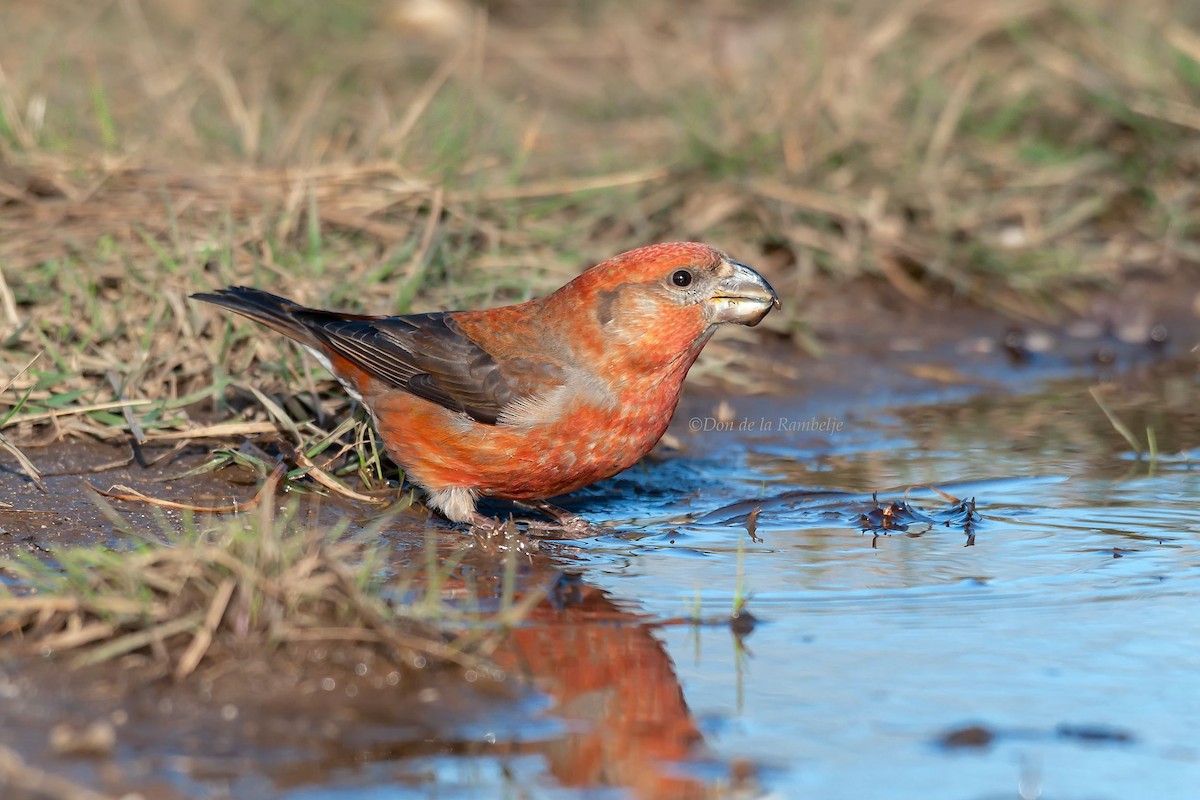 Parrot Crossbill - ML90738601