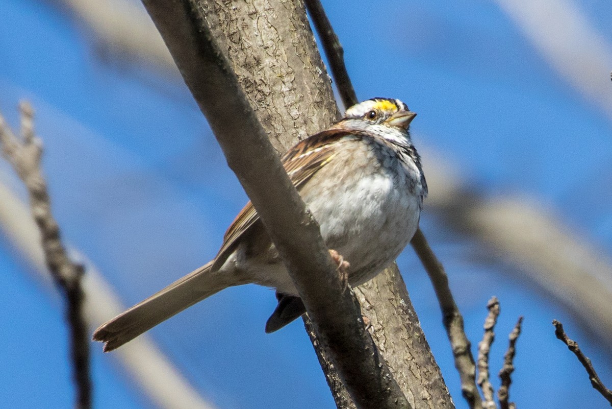 White-throated Sparrow - Michael Warner