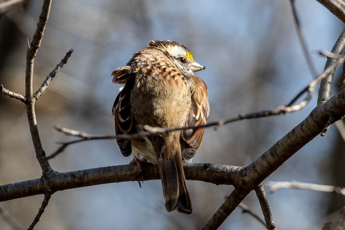 White-throated Sparrow - Michael Warner