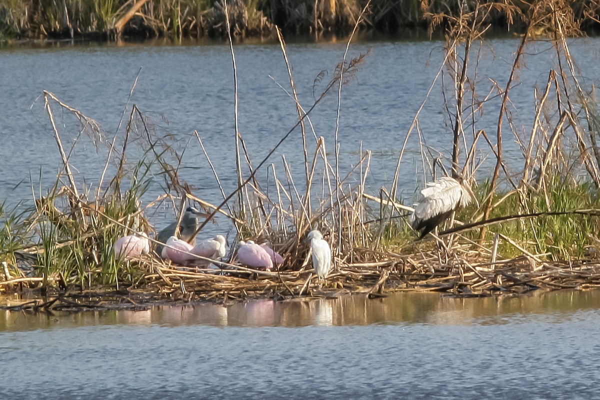 Roseate Spoonbill - ML90740271