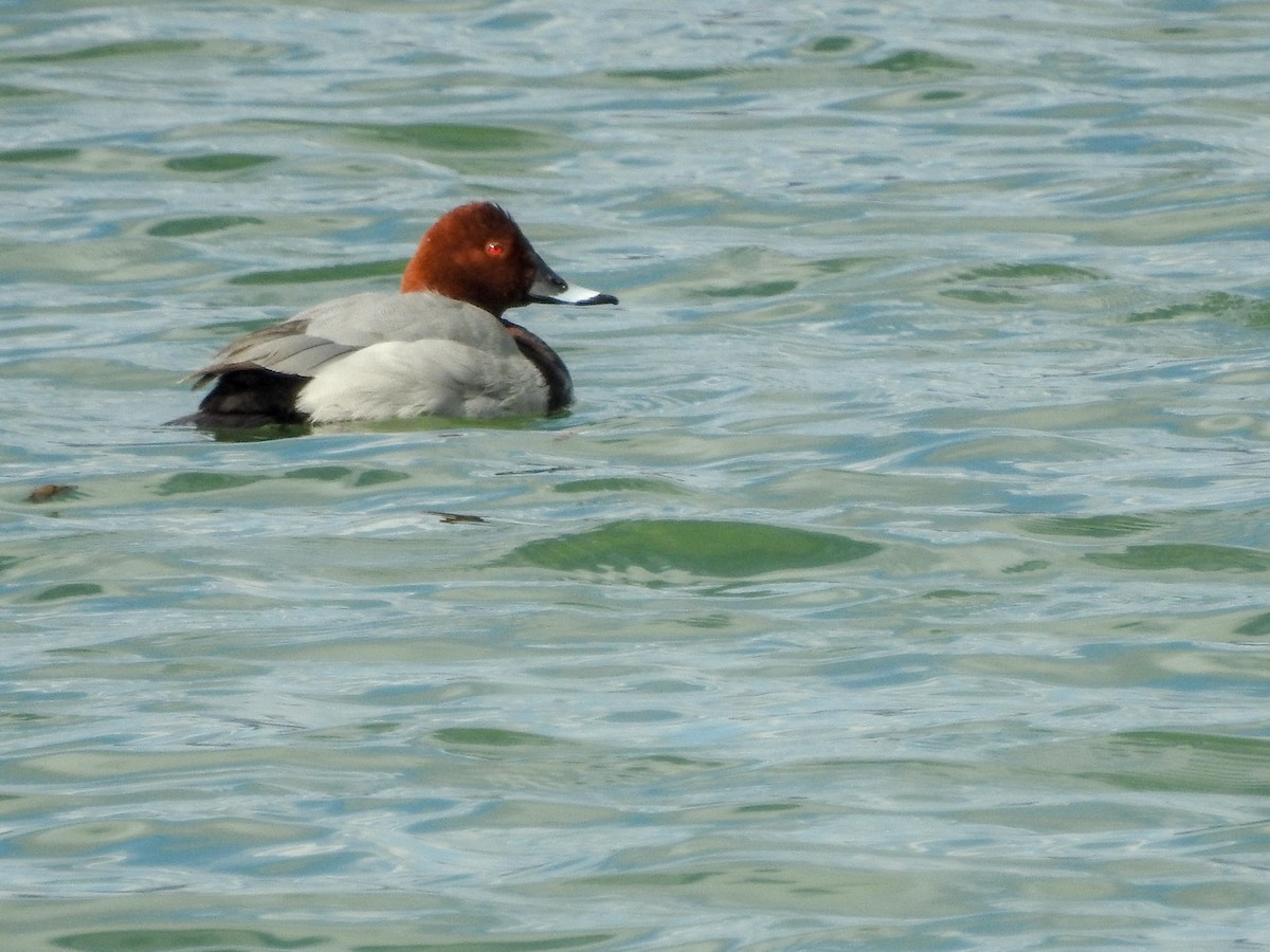 Common Pochard - Samuel Burckhardt