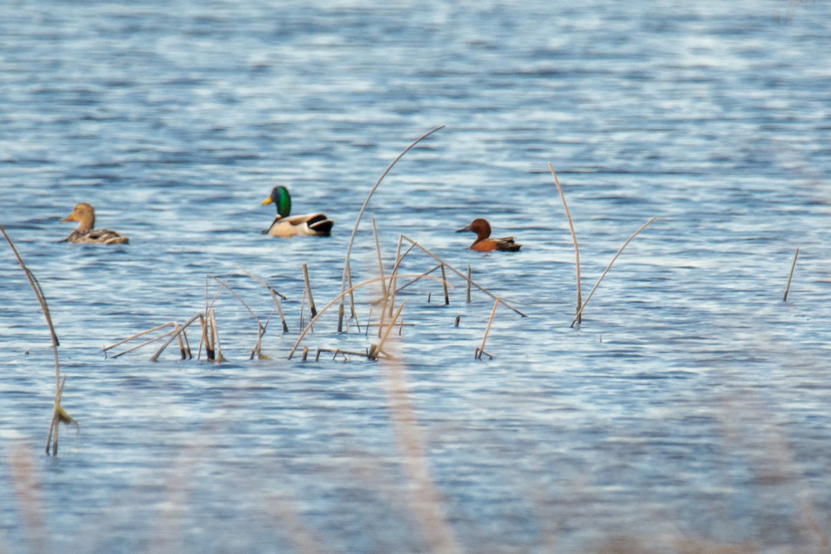 Cinnamon Teal - Dan Lory