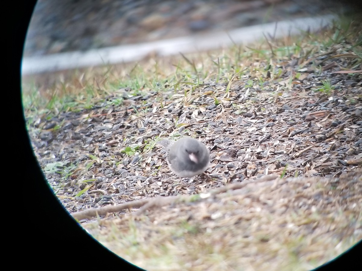 Dark-eyed Junco (Slate-colored) - ML90743081