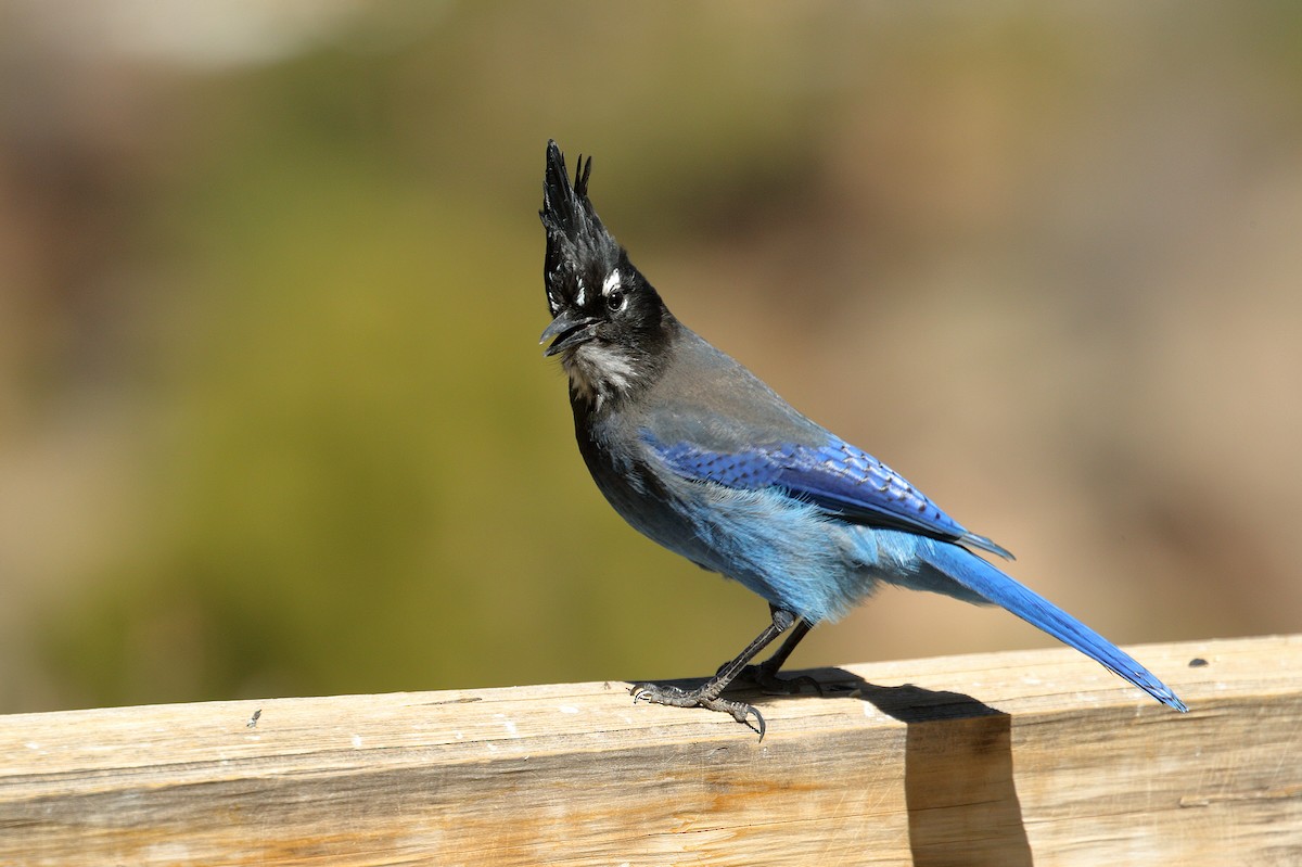 Steller's Jay (Southwest Interior) - Bob Walker