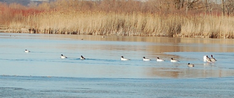 Canvasback - ML90746061