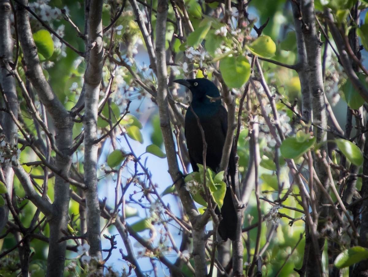 Common Grackle - LG Pr