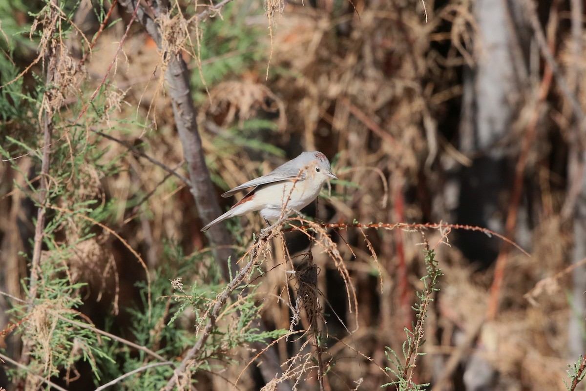 Lucy's Warbler - ML90748171