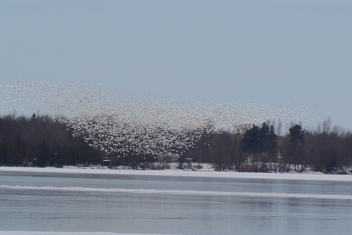 Snow Goose - ML90752441