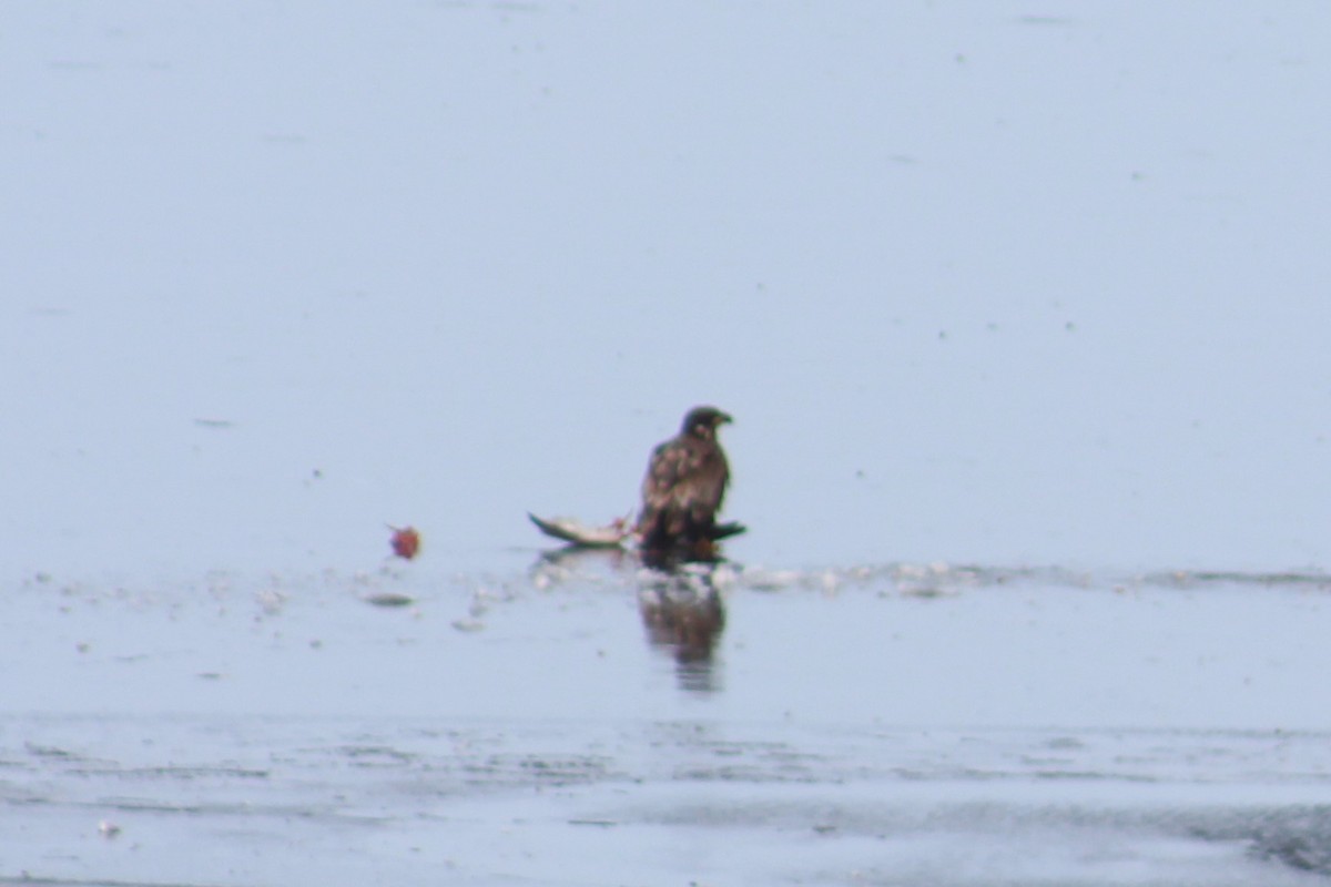 Bald Eagle - ML90752721