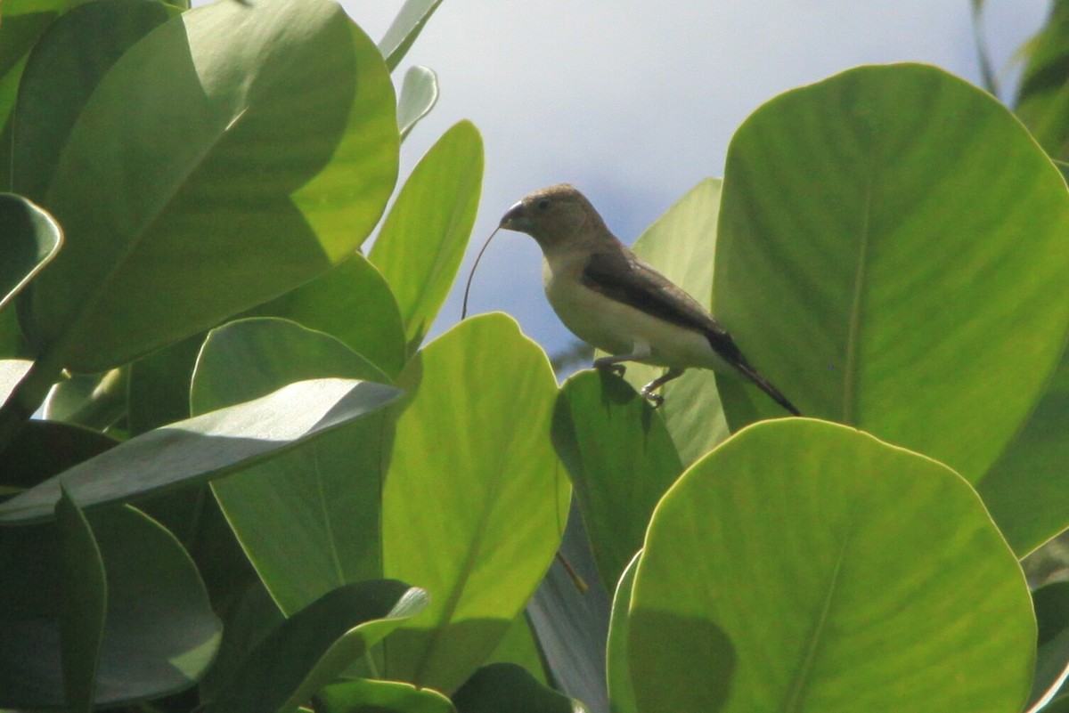 African Silverbill - ML90754161