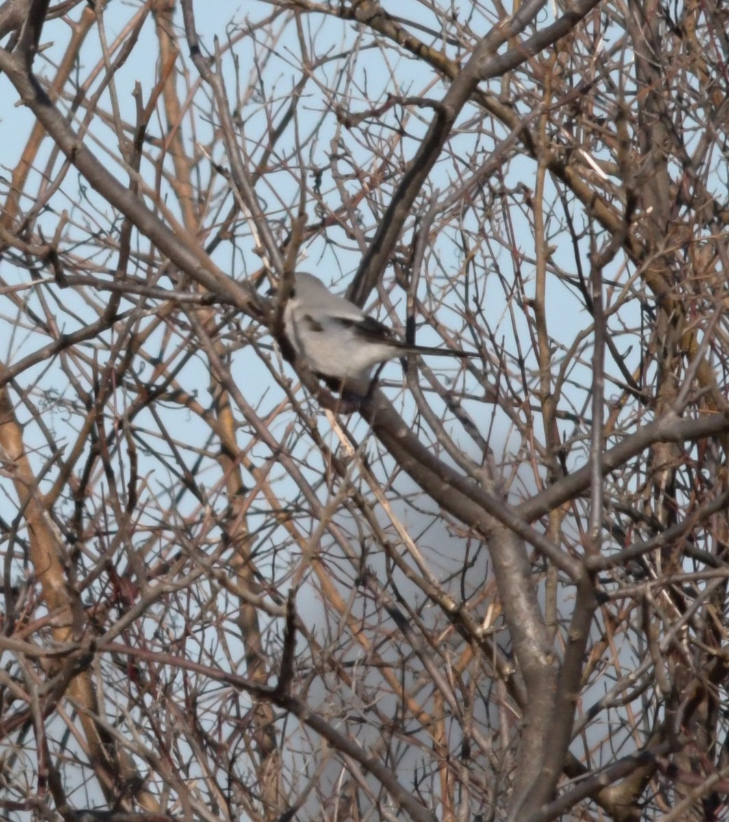 Northern Shrike - ML90764271