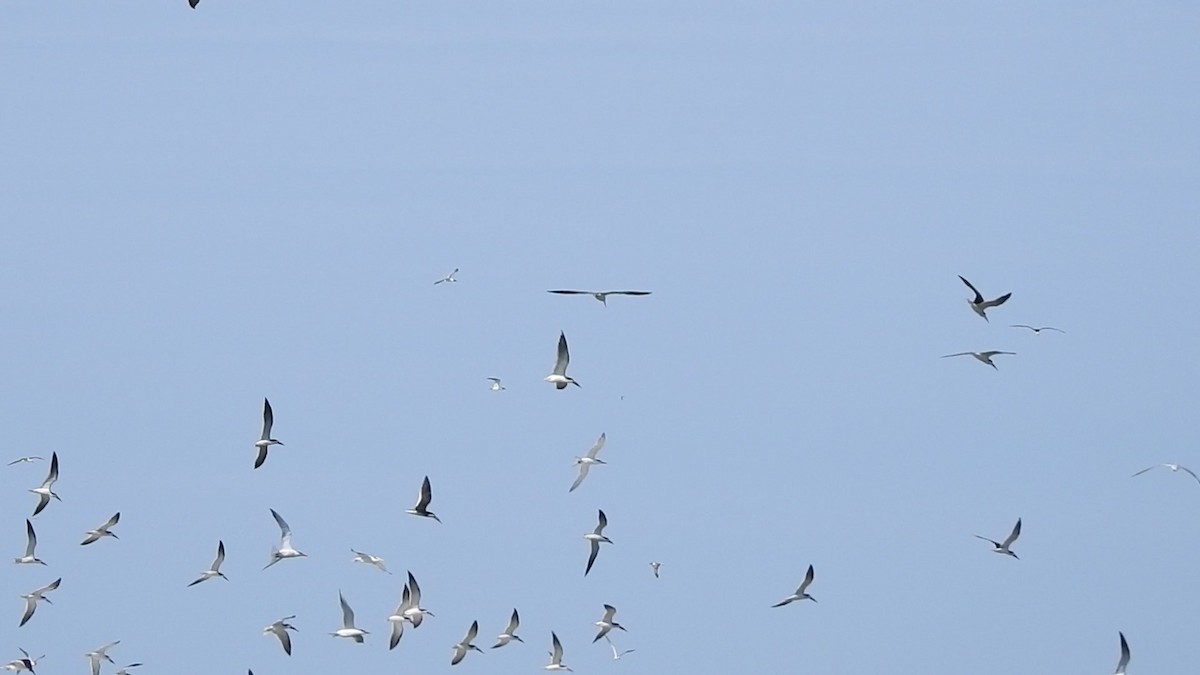 Black Skimmer - ML90767621