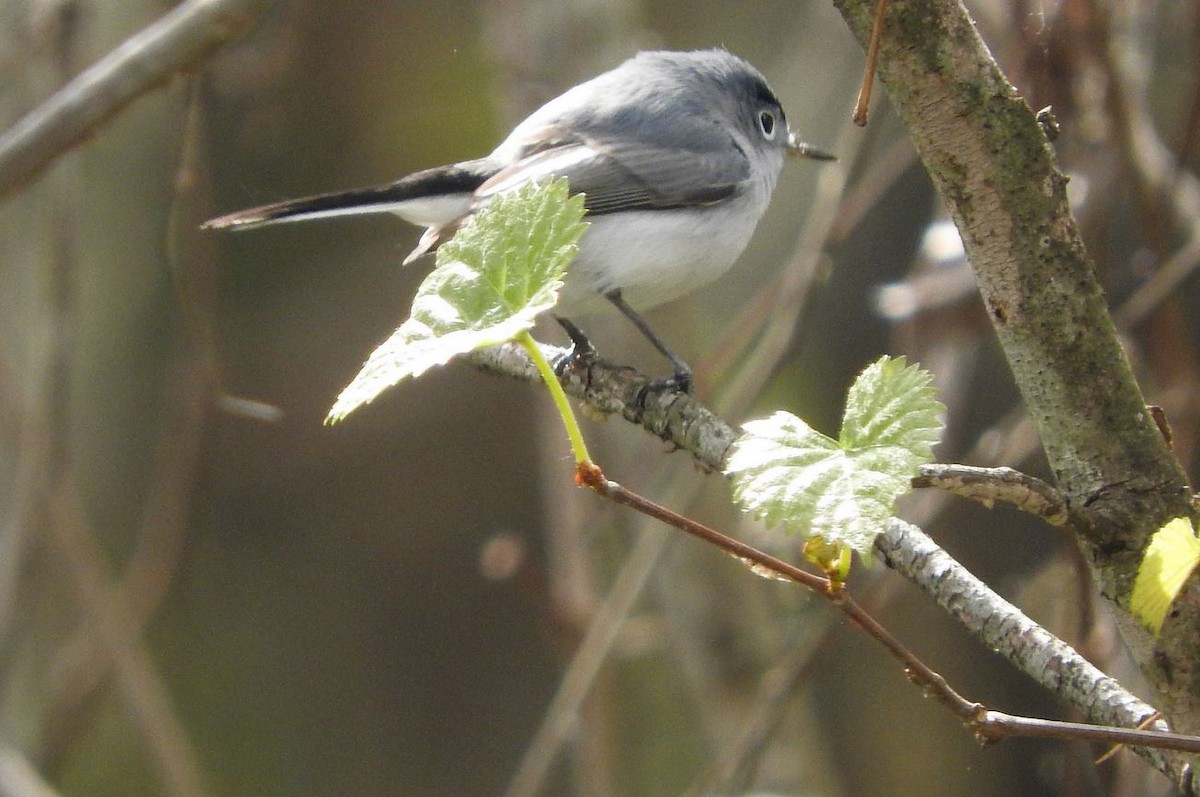 Blue-gray Gnatcatcher - ML90772001