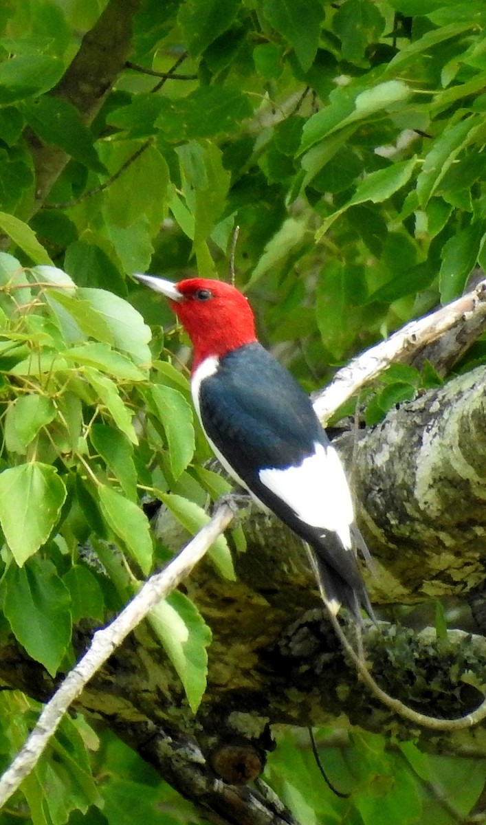 Red-headed Woodpecker - ML90772491