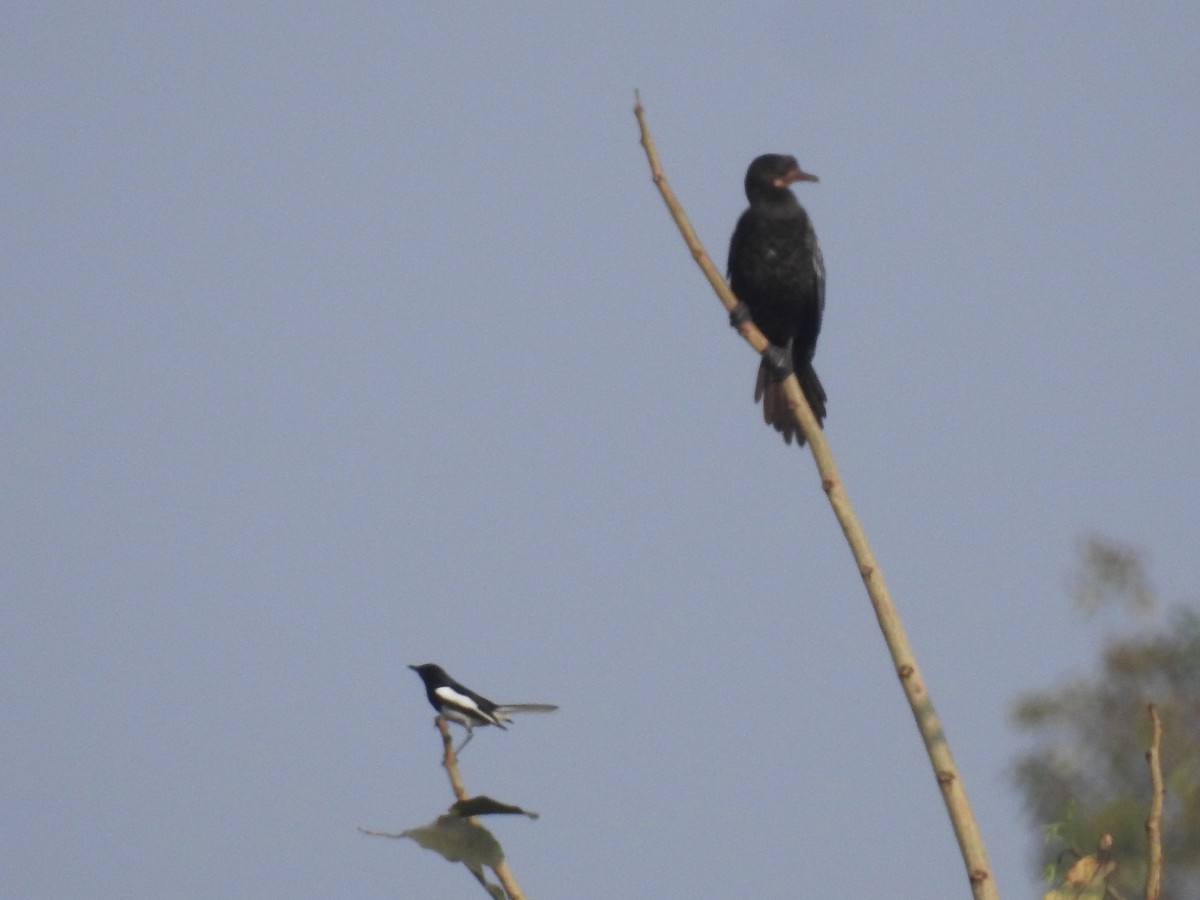 Indian Cormorant - DIVYA SINGHAL
